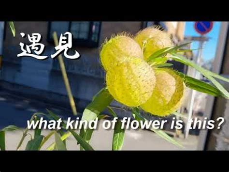 這是什麼花app